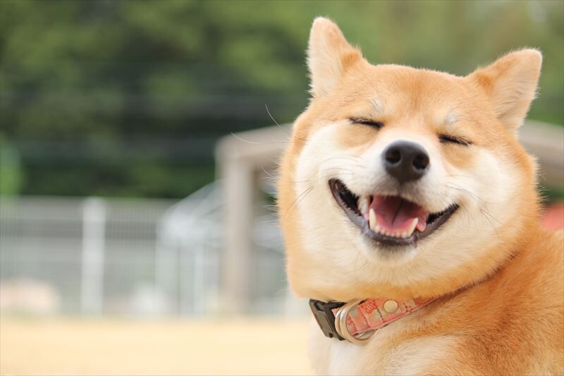 動物1